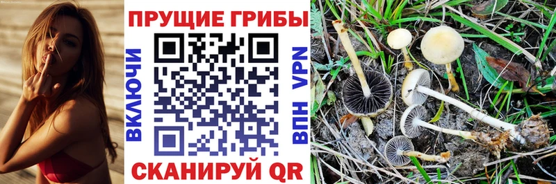 купить сайты Таштагол Псилоцибиновые грибы GOLDEN TEACHER
